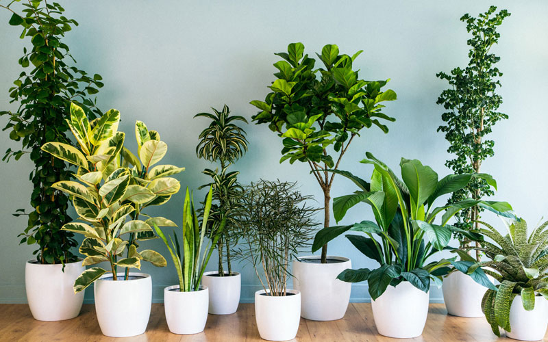 Indoor And Outdoor Plants