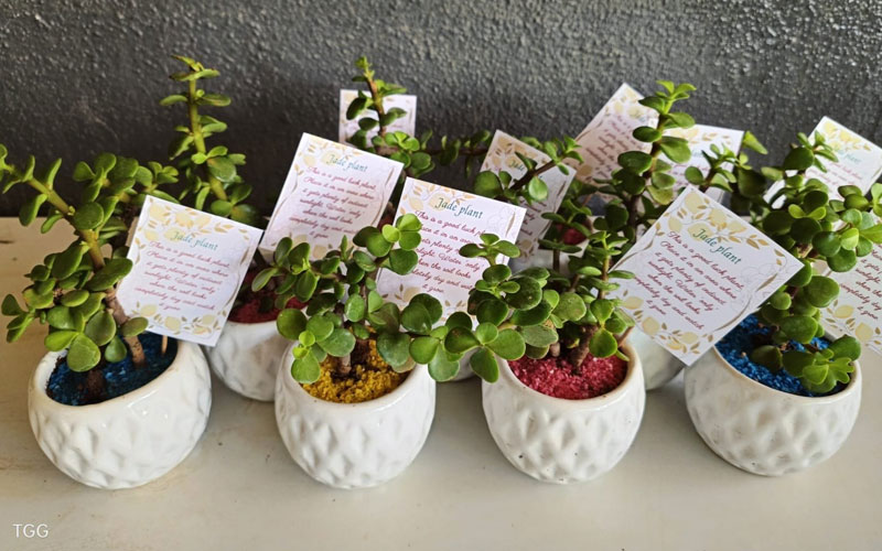 Gift Plants